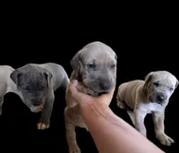 Fawn boy, a male Great Dane for sale in Shreveport, LA – Photo 10 of 10