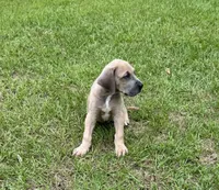 Blue Fawn boy, a male Great Dane for sale in Shreveport, LA – 5 of 7