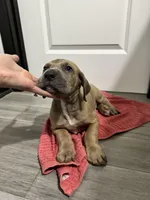 Fawn boy, a male Great Dane for sale in Shreveport, LA – Photo 4 of 10