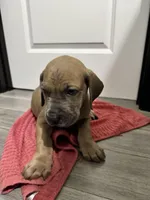 Fawn boy, a male Great Dane for sale in Shreveport, LA – Photo 8 of 10