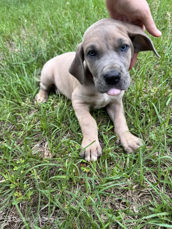 Fawn boy – Great Dane puppy for sale in Shreveport, LA