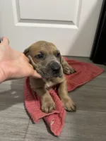 Fawn boy, a male Great Dane for sale in Shreveport, LA – Photo 5 of 10