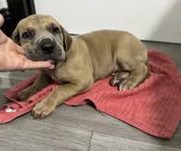 Fawn boy, a male Great Dane for sale in Shreveport, LA – Photo 3 of 10