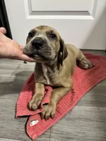 Fawn boy, a male Great Dane for sale in Shreveport, LA – Photo 6 of 10