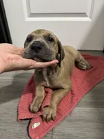 Fawn boy, a male Great Dane for sale in Shreveport, LA – Photo 7 of 10