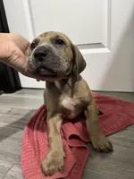 Fawn boy, a male Great Dane for sale in Shreveport, LA – Photo 1 of 10