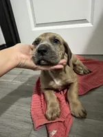 Fawn boy, a male Great Dane for sale in Shreveport, LA – Photo 2 of 10