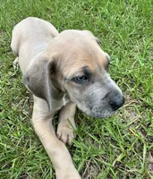Blue Fawn boy, a male Great Dane for sale in Shreveport, LA – 2 of 7