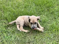 Blue Fawn boy, a male Great Dane for sale in Shreveport, LA – 6 of 7