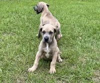 Blue Fawn boy, a male Great Dane for sale in Shreveport, LA – 3 of 7