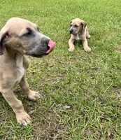Blue Fawn boy, a male Great Dane for sale in Shreveport, LA – 7 of 7