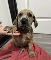 Fawn boy, a male Great Dane for sale in Shreveport, LA – Photo 4 of 10