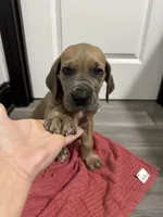 Fawn boy, a male Great Dane for sale in Shreveport, LA – Photo 3 of 10