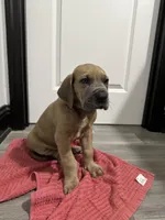 Fawn boy, a male Great Dane for sale in Shreveport, LA – Photo 10 of 10