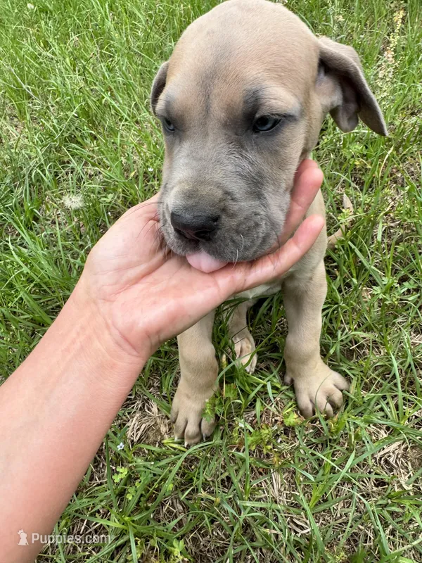 Fawn boy – Great Dane puppy for sale in Shreveport, LA