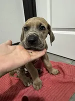 Fawn boy, a male Great Dane for sale in Shreveport, LA – Photo 7 of 10