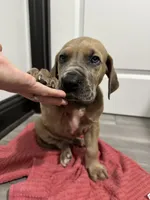 Fawn boy, a male Great Dane for sale in Shreveport, LA – Photo 5 of 10