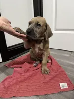 Fawn boy, a male Great Dane for sale in Shreveport, LA – Photo 2 of 10