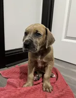 Fawn boy, a male Great Dane for sale in Shreveport, LA – Photo 9 of 10