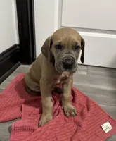 Fawn boy, a male Great Dane for sale in Shreveport, LA – Photo 8 of 10