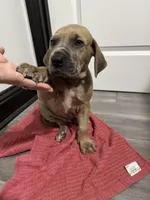 Fawn boy, a male Great Dane for sale in Shreveport, LA – Photo 1 of 10