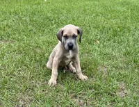 Blue Fawn boy, a male Great Dane for sale in Shreveport, LA – 4 of 7