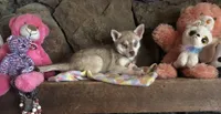 Red Wreylie, a female Alaskan Klee Kai for sale in Salina, KS – 3 of 7