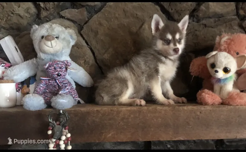 Red Robbin – Alaskan Klee Kai puppy for sale in Salina, KS