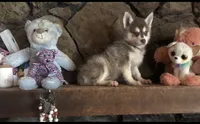 Red Robbin, a male Alaskan Klee Kai for sale in Salina, KS – 1 of 5