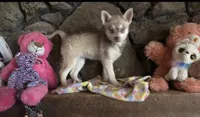 Red Wreylie, a female Alaskan Klee Kai for sale in Salina, KS – 2 of 7