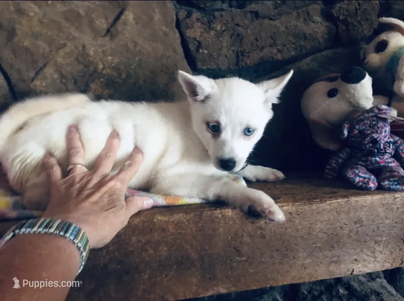 Blue Diamond – Alaskan Klee Kai puppy for sale in Salina, KS