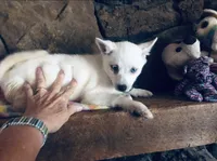 Blue Diamond, a female Alaskan Klee Kai for sale in Salina, KS – 1 of 7