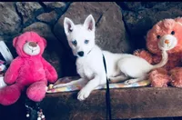 Blue Diamond, a female Alaskan Klee Kai for sale in Salina, KS – 4 of 7
