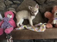 Red Wreylie, a female Alaskan Klee Kai for sale in Salina, KS – 4 of 7