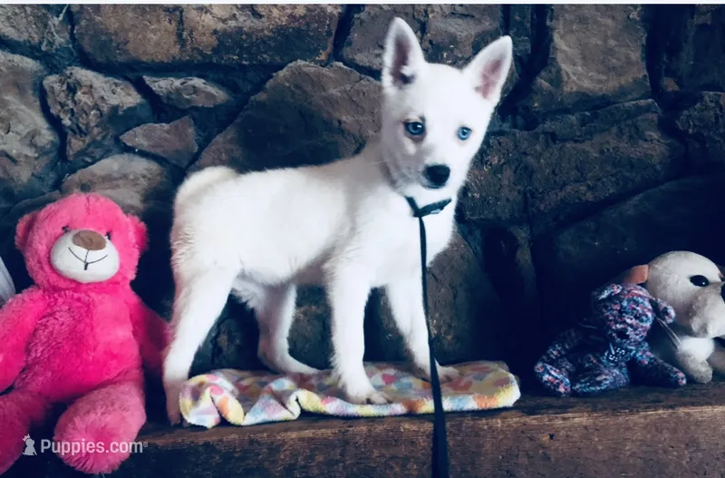 Blue Diamond – Alaskan Klee Kai puppy for sale in Salina, KS