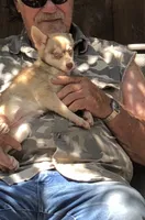 Red Wreylie, a female Alaskan Klee Kai for sale in Salina, KS – 1 of 10