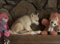 Red reba, a female Alaskan Klee Kai for sale in Salina, KS – 5 of 8