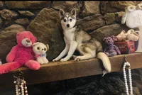 Blue Eyed Vista, a female Alaskan Klee Kai for sale in Salina, KS – Photo 3 of 4
