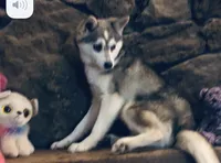 Blue Eyed Vista, a female Alaskan Klee Kai for sale in Salina, KS – Photo 2 of 4
