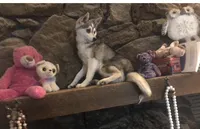 Blue Eyed Vista, a female Alaskan Klee Kai for sale in Salina, KS – Photo 4 of 4