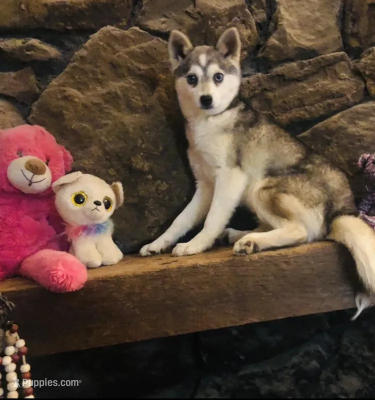 Blue Eyed Vista – Alaskan Klee Kai puppy for sale in Salina, KS