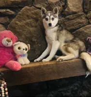 Blue Eyed Vista, a female Alaskan Klee Kai for sale in Salina, KS – Photo 1 of 4