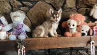 Red Robbin, a male Alaskan Klee Kai for sale in Salina, KS – 2 of 5
