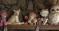 Red reba, a female Alaskan Klee Kai for sale in Salina, KS – 4 of 8