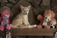 Red reba, a female Alaskan Klee Kai for sale in Salina, KS – 8 of 8