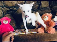 Blue Diamond, a female Alaskan Klee Kai for sale in Salina, KS – 3 of 7