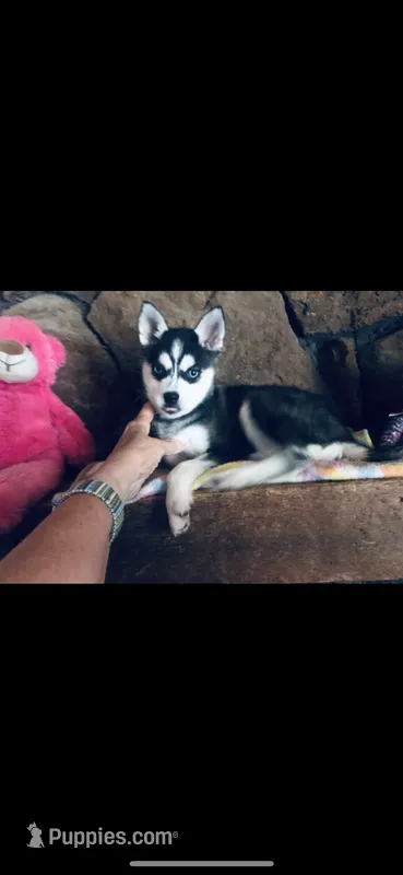 Blue Fancy – Alaskan Klee Kai puppy for sale in Salina, KS