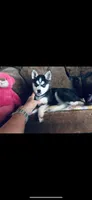 Blue Fancy, a female Alaskan Klee Kai for sale in Salina, KS – 3 of 7