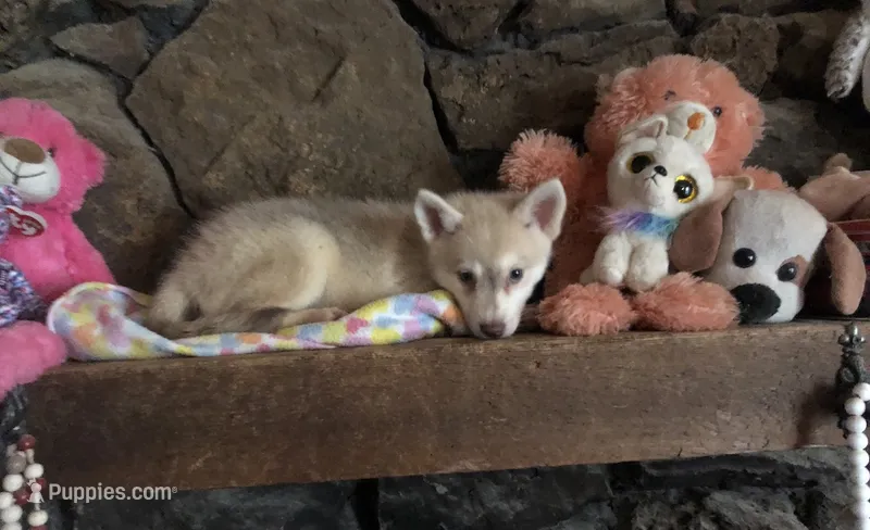 Red reba – Alaskan Klee Kai puppy for sale in Salina, KS