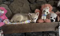 Red reba, a female Alaskan Klee Kai for sale in Salina, KS – 1 of 8